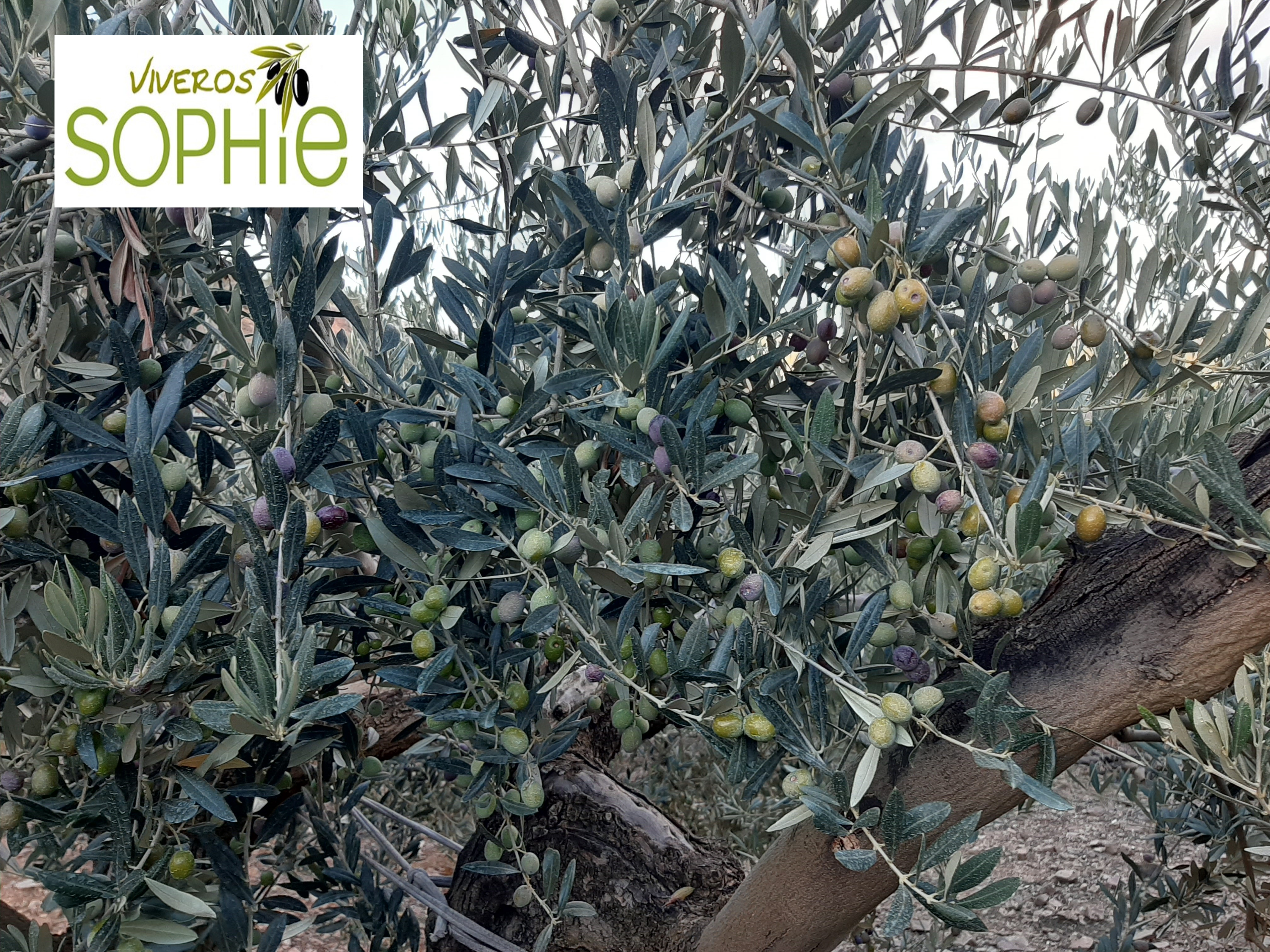 Variedad de olivo RACIMILLO